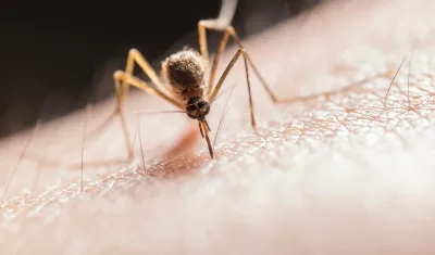 El chikungunya se transmite por la picadura de mosquitos infectados. 
