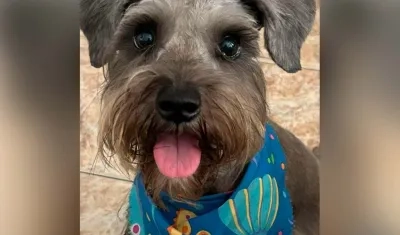  'Chloe', una mascota schnauzer de unos 3 años y medio. 