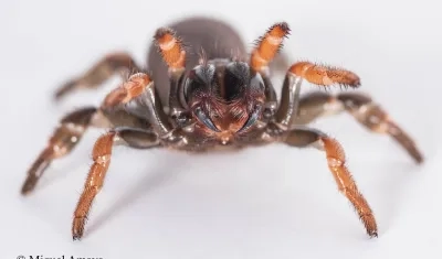 ‘Actinopus embera’, especie de araña descubierta. 