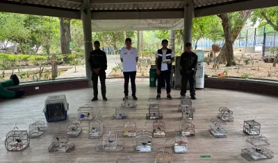 Animales incautados por las autoridades. 