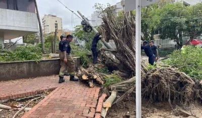 Frondoso árbol cayó sobre dos vehículos 