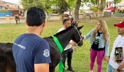 Animales entregados en adopción. 