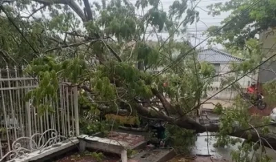 Caída de árbol en La Victoria. 