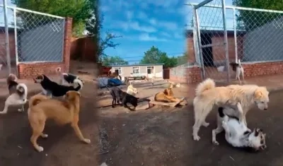 Imágenes de la escena protagonizada por los caninos. 