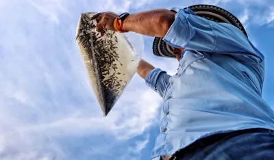 Alevinos de bocachico en momentos en que iban a ser introducidos al cuerpo de agua.