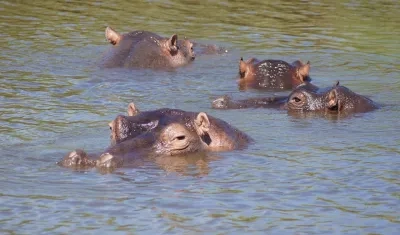 Hipopótamos. 