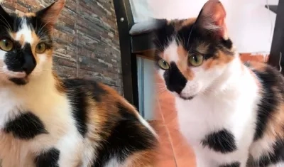 'Oreo' de ojos verdes. 