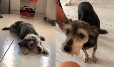 'Estrella', de color negro con algunas partes café. 