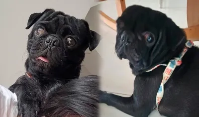 Fotografías de 'Brony'. 