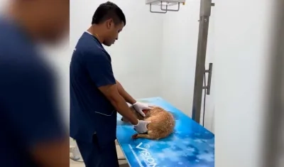 Durante el 2025, el centro ha brindado atención a 7.404 casos.