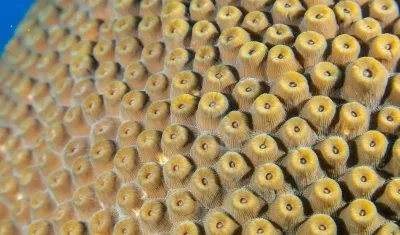 Ecosistema marino en Colombia.