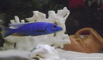 Especies marinas exóticas eran presuntamente traficadas por esta red.