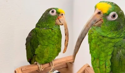 Fotografías de la lora rescatada. 