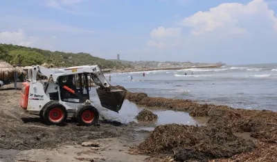 Con maquinaria se realiza el proceso de recolección.