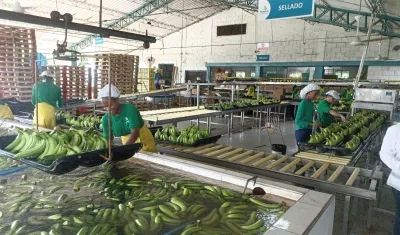 Imagen de referencia de Banacol.