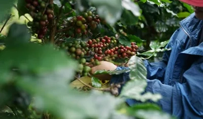 Colombia exportó en 2024 a Estados Unidos 1.508 millones de dólares en café.