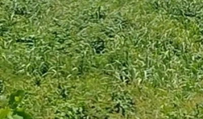 Hallazgo de cuerpo sin vida. 