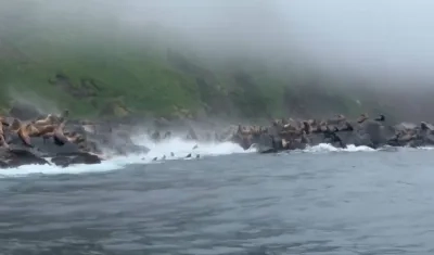 Imagen de los leones marinos.