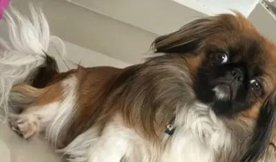 El chofer, al parecer, se opuso a que el can viajara en la cabina del bus. 