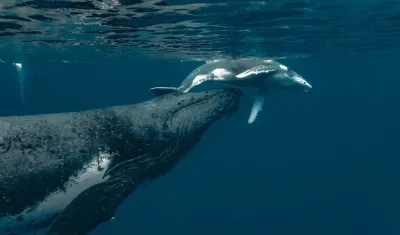 ​Colombia e​s un país privilegiado por ser paso y refugio de cetáceos, como la ballena yubarta.