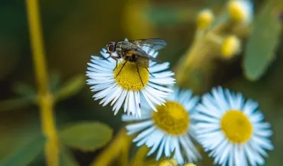 Nuevas especies de sírfidos (moscas de las flores).