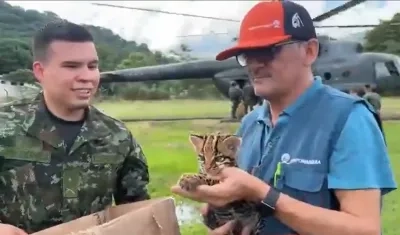 El tigrillo fue trasladado en helicóptero hasta Yopal, Casanare.
