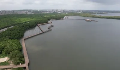 La jornada de siembra se llevará a cabo en la ciénaga de Mallorquín. 