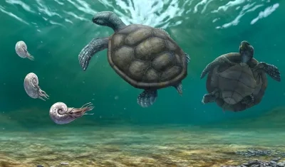 Craspedochelys renzi