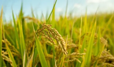 Hay preocupación por la decisión de someter el precio del arroz paddy verde a un régimen de libertad regulada. 