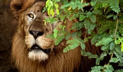 Es un león macho de tres años, nacido en el Bioparque Wakatá (Cundinamarca). 