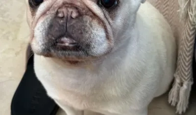 Mía, bulldog francés.