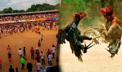 La Corte Constitucional dejó en firme prohibición de corralejas y peleas de gallos.