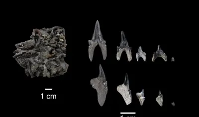 Protolamna ricaurtei