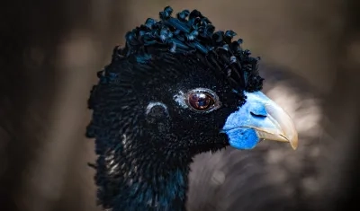 Paujil de pico azul (macho).