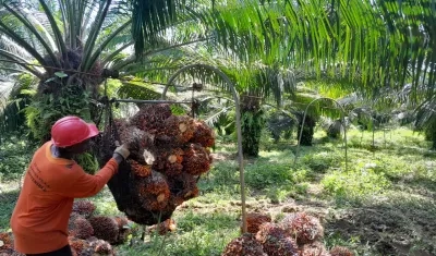 El sector palmicultor trabaja para ser autosuficiente en términos energéticos.