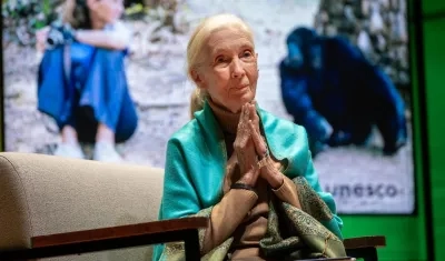 Jane Goodall, considerada la mayor experta mundial en chimpancés. 