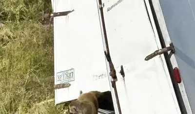 Accidente de camión donde escaparon los monos.