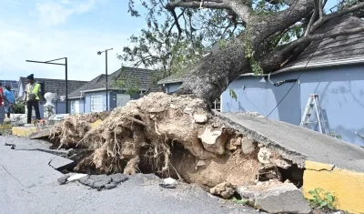 Los fuertes vientos del huracán tumbaron este árbol contra una parroquia en Jamaica. 