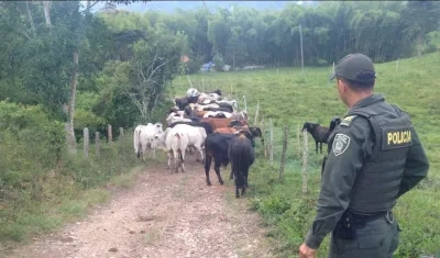 La Policía realiza operativos para evitar este tipo de delitos en contra de los pequeños ganaderos. 
