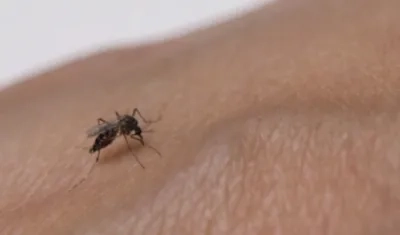 Mosquito del dengue