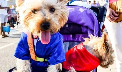 Gatos y perros recibirán una jornada de esterilización.