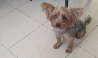  Ofrecen recompensa por 'Atenea'.