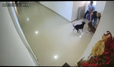 Ataque del perro Pitbull a un niño en Barranquilla