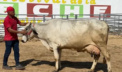 Nauzet, la vaca ganadora del Concurso de la Vaca Lechera.
