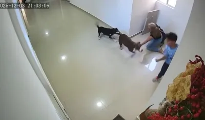 Perro pitbull atacó a niño