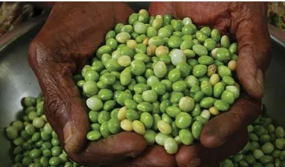El guandú, rica en proteínas. 