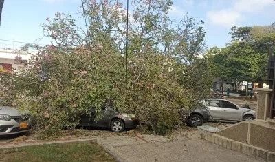 Árbol que cedió en la tarde de este martes en el norte de Barranquilla. 