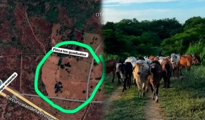 Finca y semovientes robados. 
