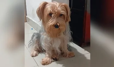 Cachorrita de raza 'yorkie'.