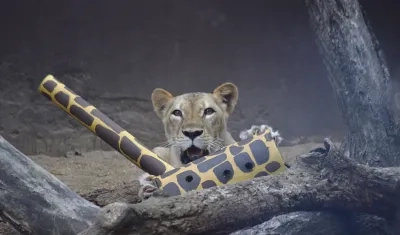 El predio está ubicado en la franja de amortiguación entre el proyecto Ciudad Mallorquín y la Ciénaga.